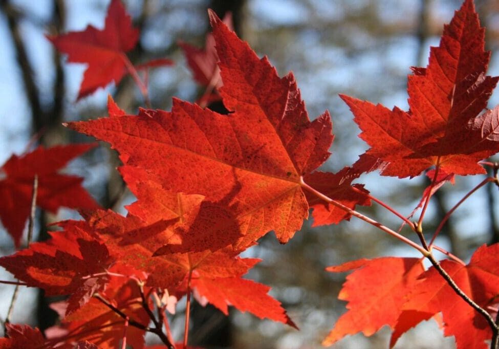 A close up of some red leaves on a tree